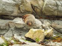 Kaikoura - Küstenwanderung