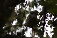 Kaka (Waldpapagei)