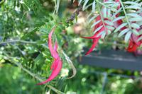 Kaka Beak Blüte