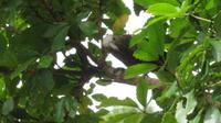 Kapiti Island - Kaka