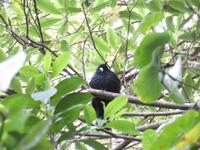 Kapiti Island - Tui