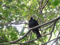 Kapiti Island - Tui