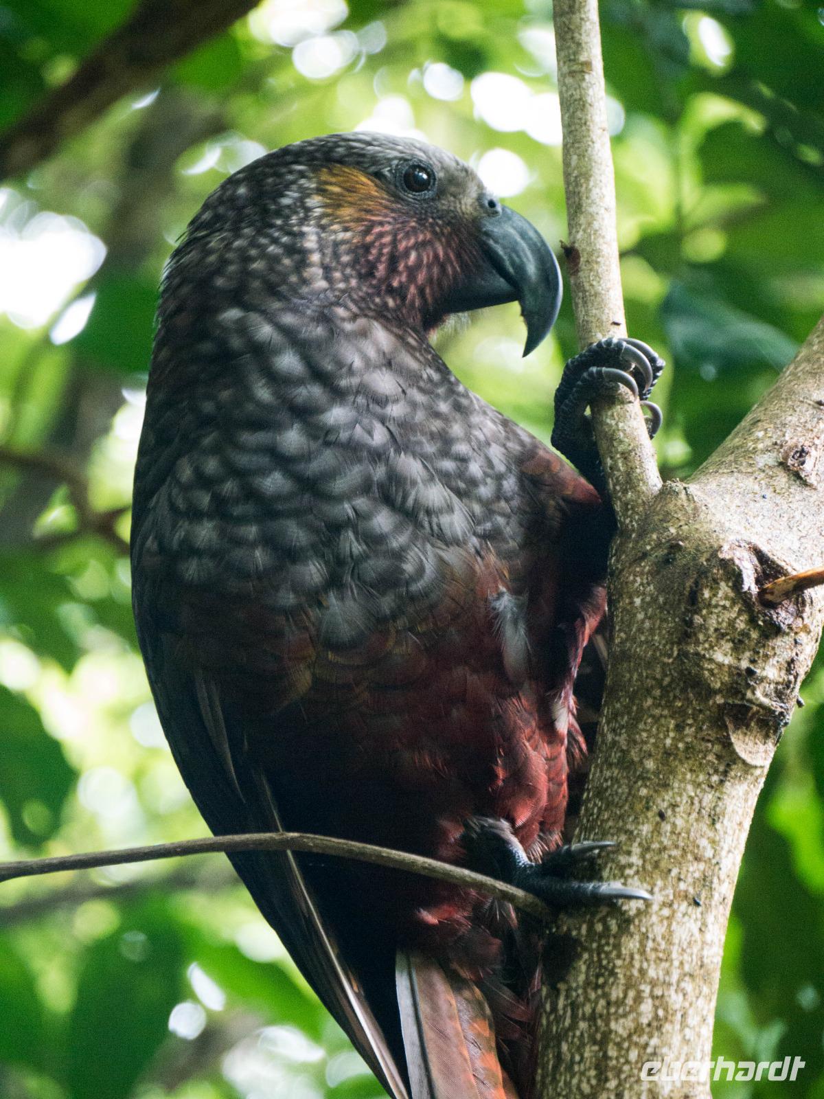 Kapiti Island, Kaka
