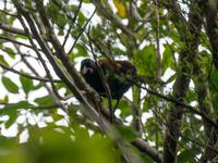 Kapiti Island, Tui