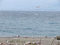 Kapiti Island