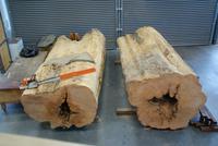 Kauri Bäume