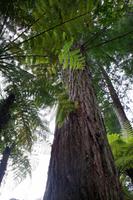 Kauri Baum