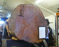 Kauri Baum