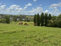 Kauri Museum 