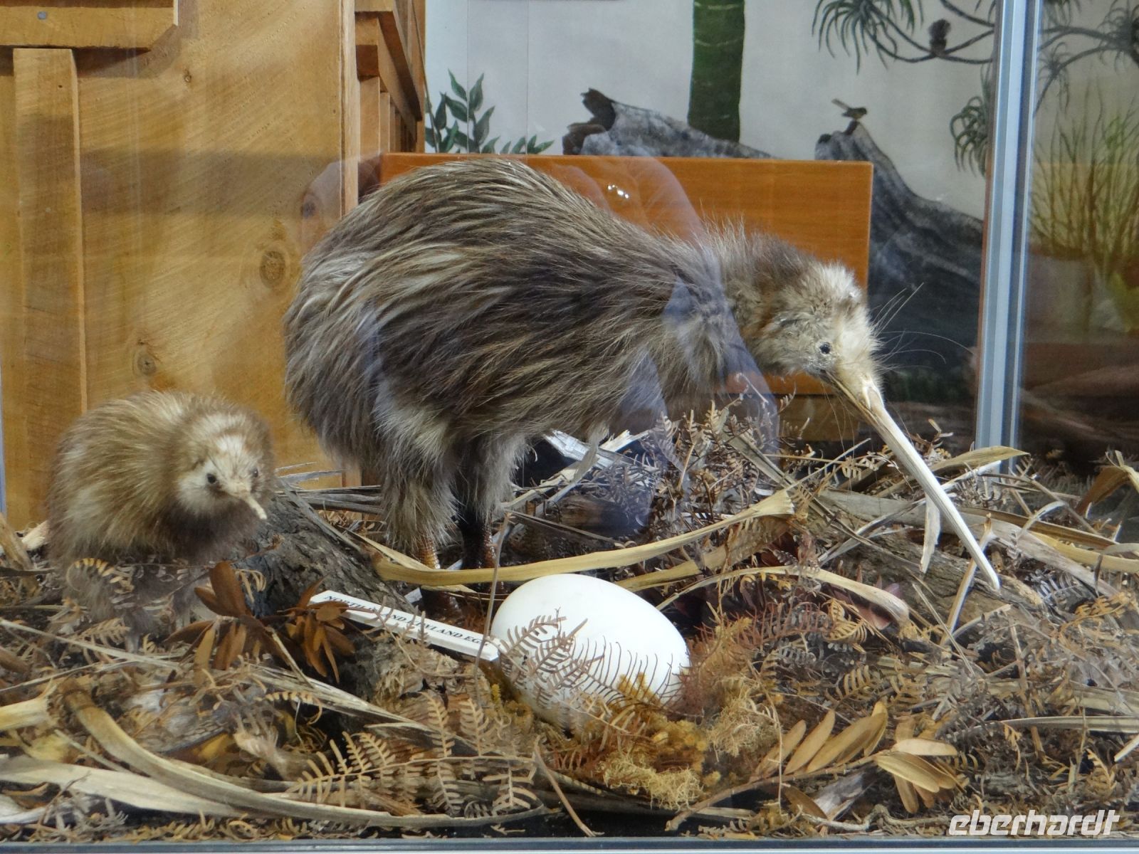 Kauri Museum Matakohe, ein Kiwi, der ruhig hält und tagsüber zu sehen ist, denn die Vögel sind nachtaktiv. 