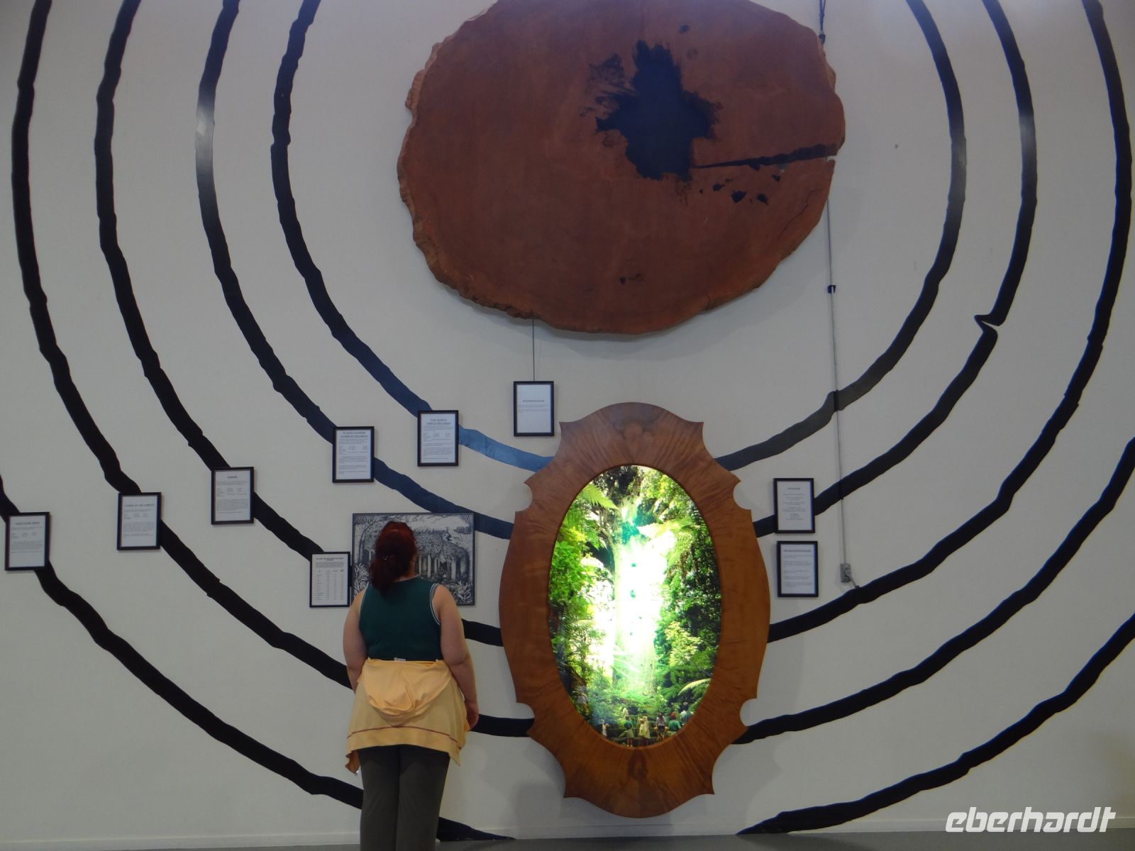 Kauri Museum Matakohe, so mächtige Bäume wurden gefällt.