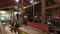Kauri Museum