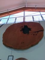 Kauri Museum