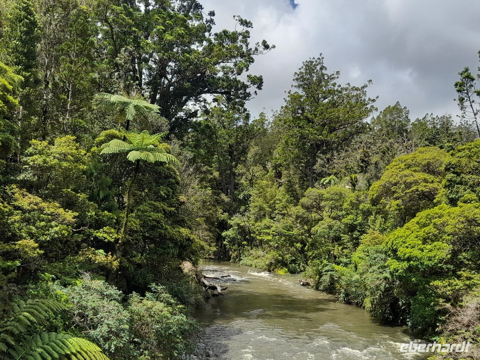 Kauri Urwald