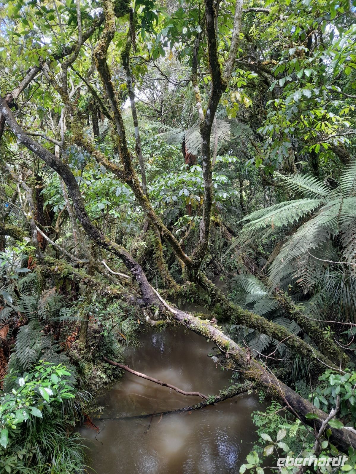 Kauri Urwald