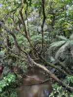 Kauri Urwald