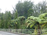 Kauri Wald