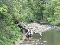 Kauri Wald