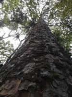 Kauri Wald