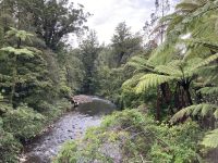 Kauri und Mangroven 