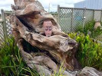 Kauri-Kunst