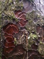 Kauri-Wald