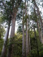 Kauri-Wald