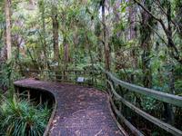 Kauri-Wald