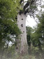 Kauri