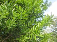 Kauri