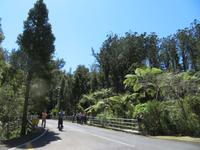 Kauriwald Waipoua
