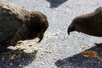 Kea (Bergpapagei)
