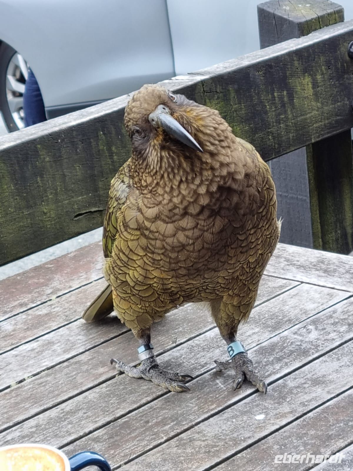 Kea