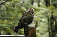 Kea