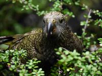 Kea