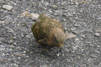 Kea