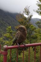 Keas ohne Ende
