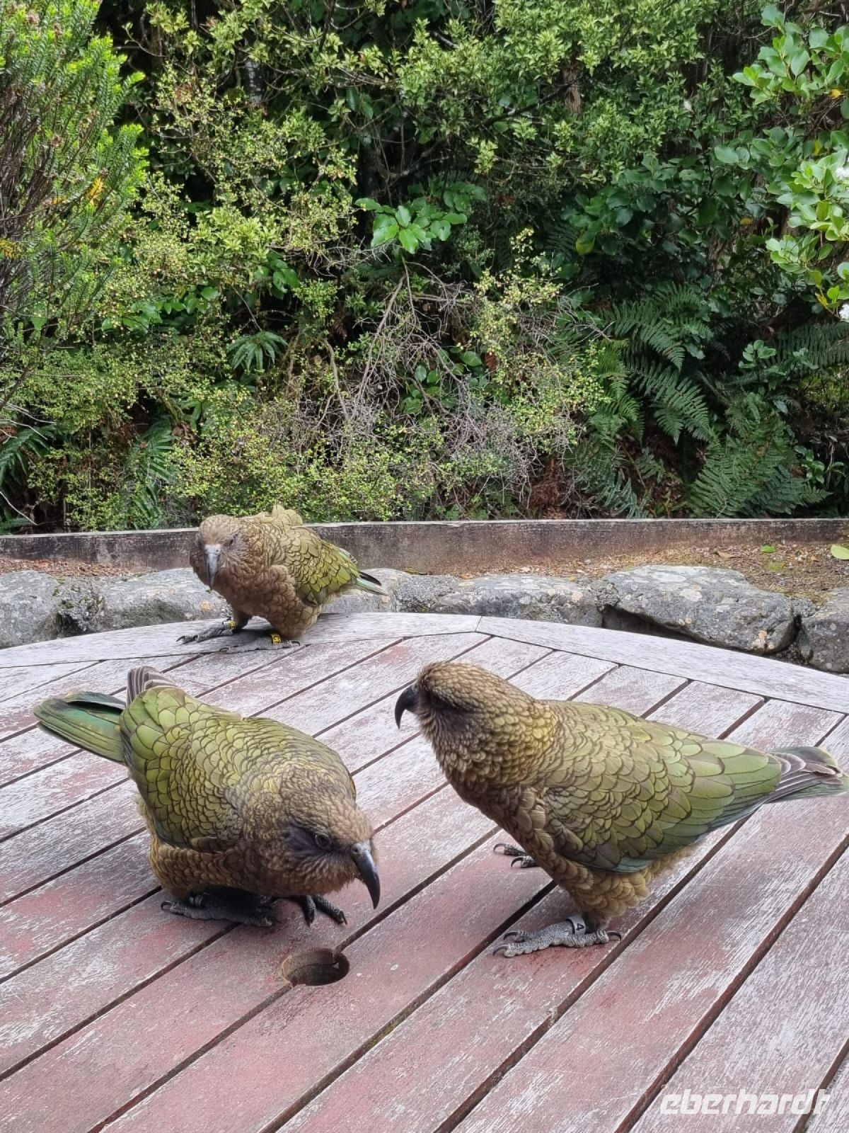 Keas