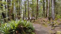 Kepler Track