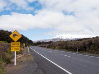 Kiwi Crossing!