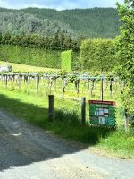 Kiwi Plantage