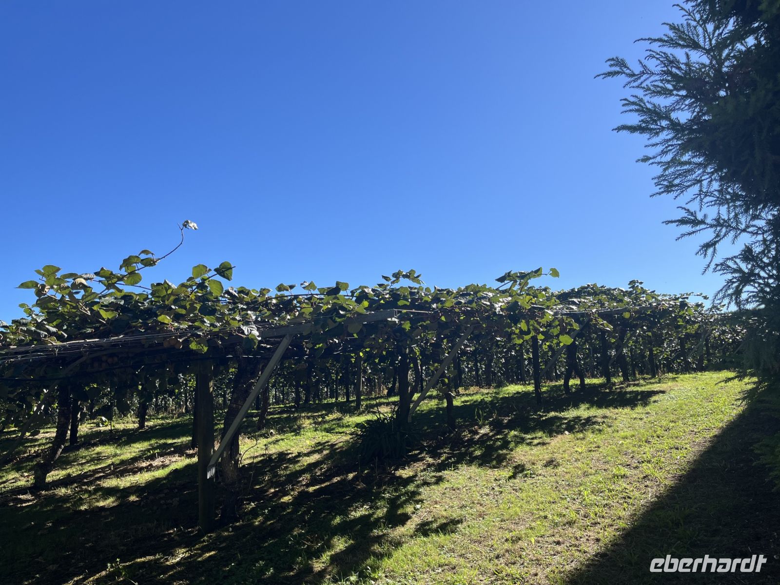 Kiwi Plantagen bei Whenuakite