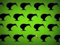 Kiwi in Sicht