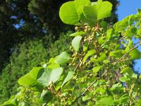 Kiwi-Plantagen