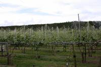 Kiwiplantage