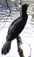 Kormoran im Fjordland