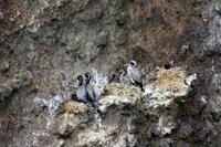 Kormorane (Shag)