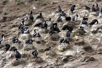 Kormorane (Shag)