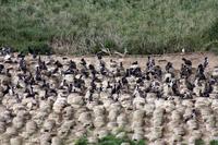 Kormorane (Shag)