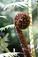 Koru